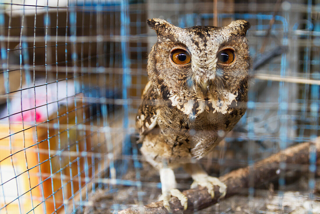 Owl for sale at the bird market, Yogyakarta, Java Island, Indonesia