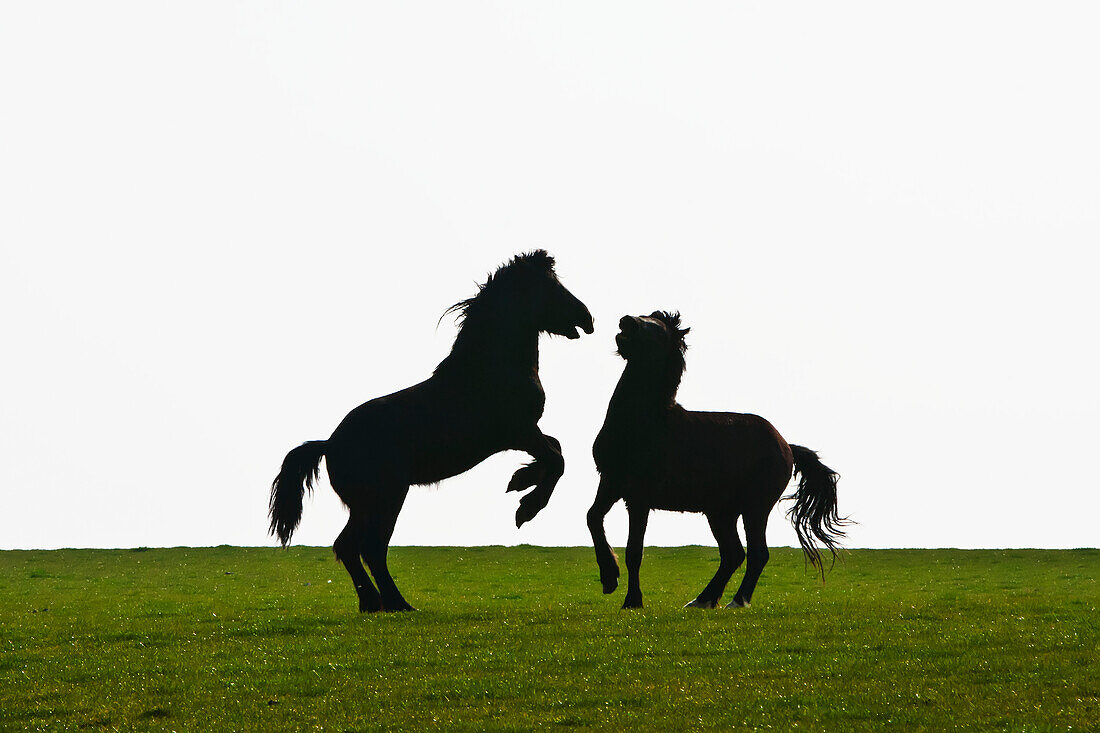 'Horses playing in a field near AberMawr bay on Pembrokeshire Coast Path, South West Wales; Pembrokeshire, Wales'