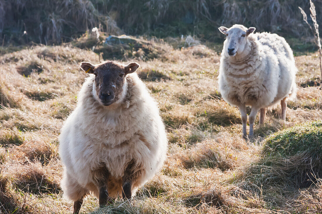 'Sheep near Traeth Llyfn beach on Pembrokeshire Coast Path, South West Wales; Pembrokeshire, Wales'