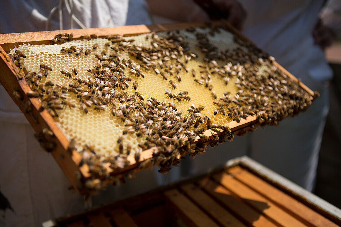 Holding a beeswax honeycomb frame crawling with honeybees from a beehive