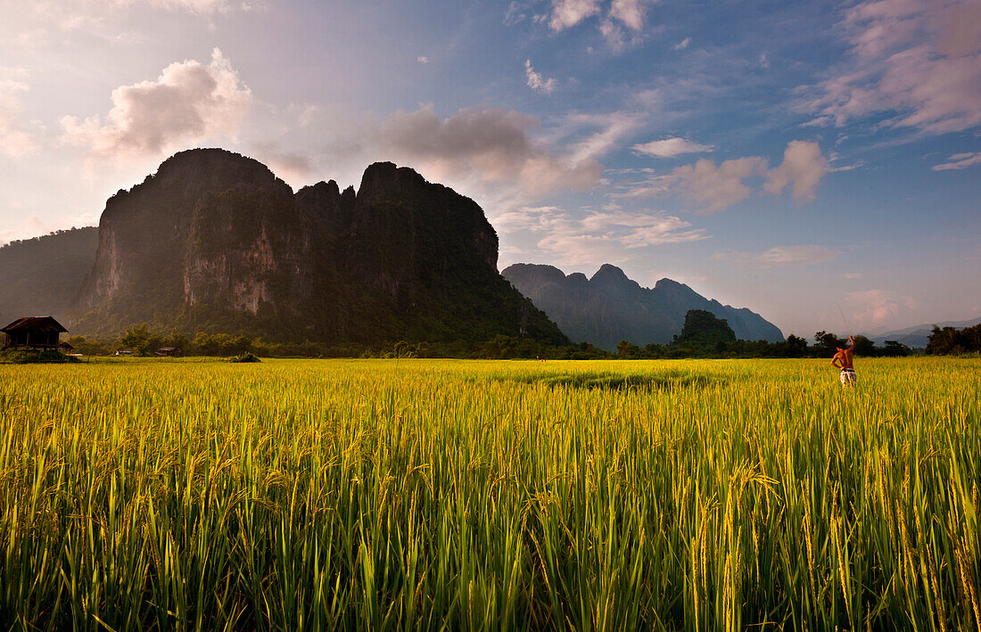 A farmer working in a field of rice with mountain peaks and mist in the background.  Vang Vieng, Laos, Asia.