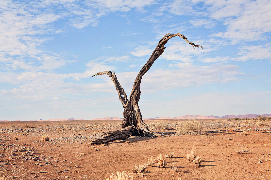 A dead tree sits baking on the edge of the Namib Desert, Sossusvlei, Namibia