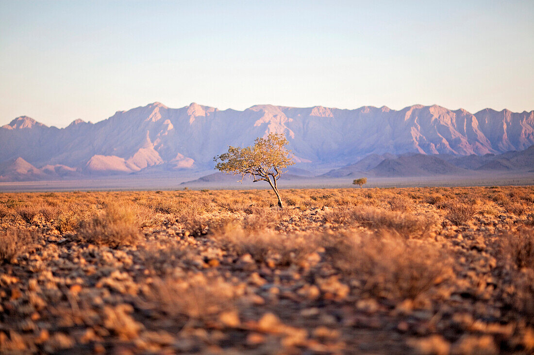The sun rises over a lone tree in the Namib Desert and the distant Naukluft mountains.