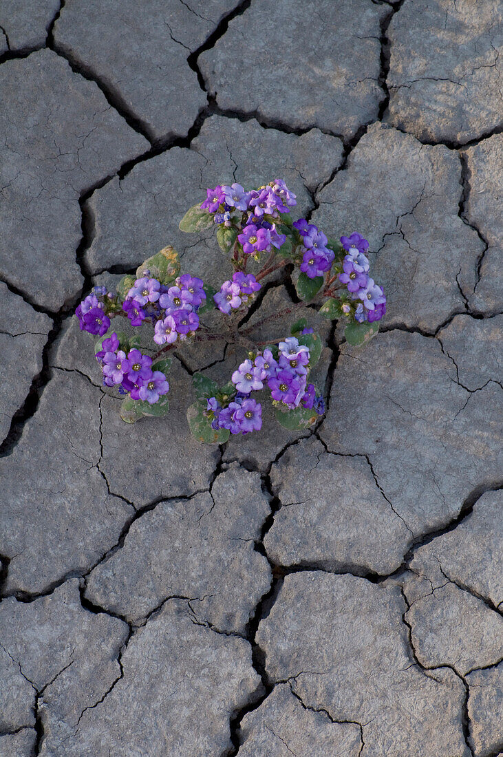 Phacelia (Phacelia sp.) wächst in rissigem Lehm in der Nähe von Factory Butte, Utah