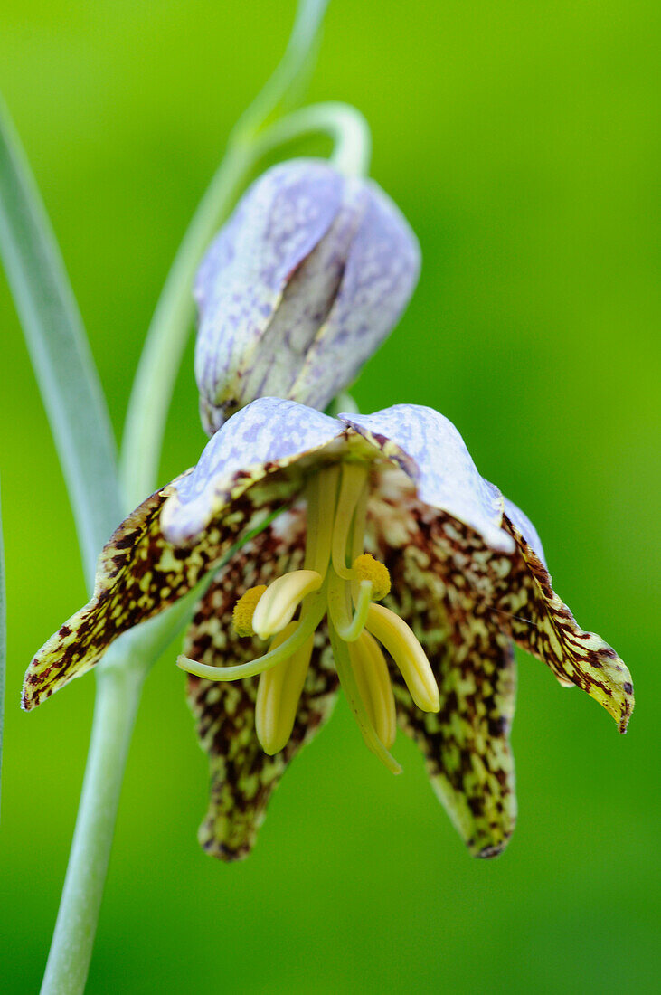 Die Leopardenlilie (Fritillaria atropurpurea) wächst in offenen Wäldern und grasbewachsenen Hängen von Schluchten in den Wasatch Mountains in Utah