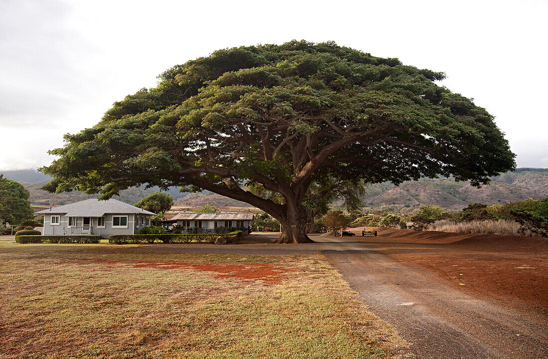 Fantastic tree shades a residential yard in Oahu, Hawaii.