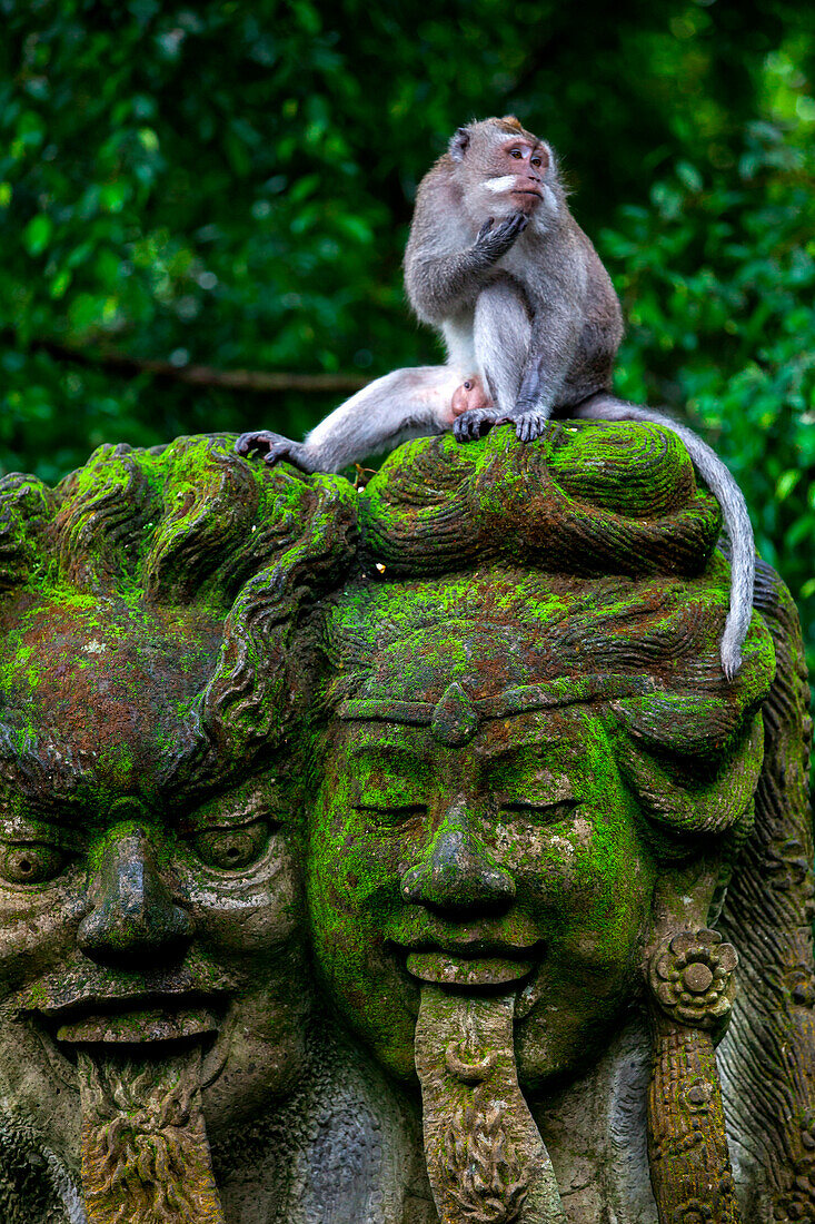 A macaque monkey is photographed sitting on a moss-covered statue in the Sacred Monkey Forest in Ubud on the island of Bali, Indonesia.