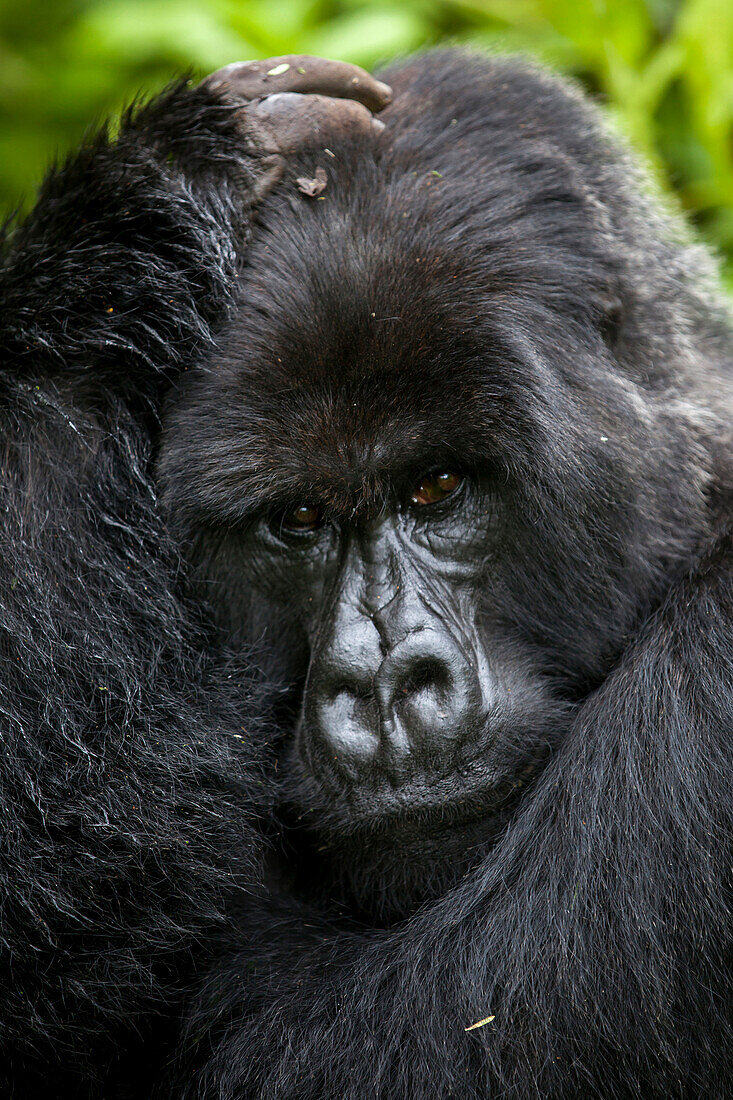 A silverback mountain gorilla cradles his head in the jungle of Rwanda's Virunga Mountains.