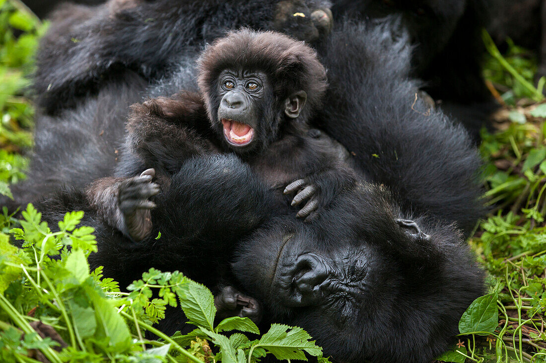 A three month-old mountain gorilla demands attention from his mother while she tries to take a nap.