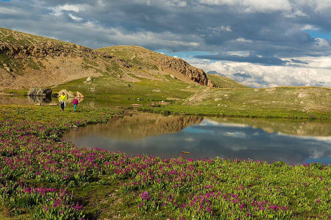 A woman and her daughter strolling through  a Parry's  Primrose meadow at a small tarn near Columbine Lake in the San Juan National Forest,  Silverton, Colorado.