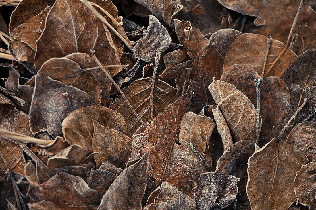 frosted leaf litter.