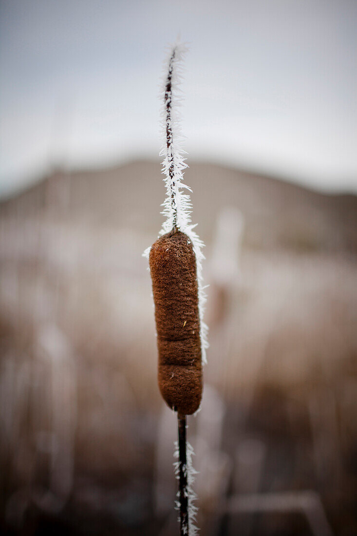 Bull Rush seed pod.