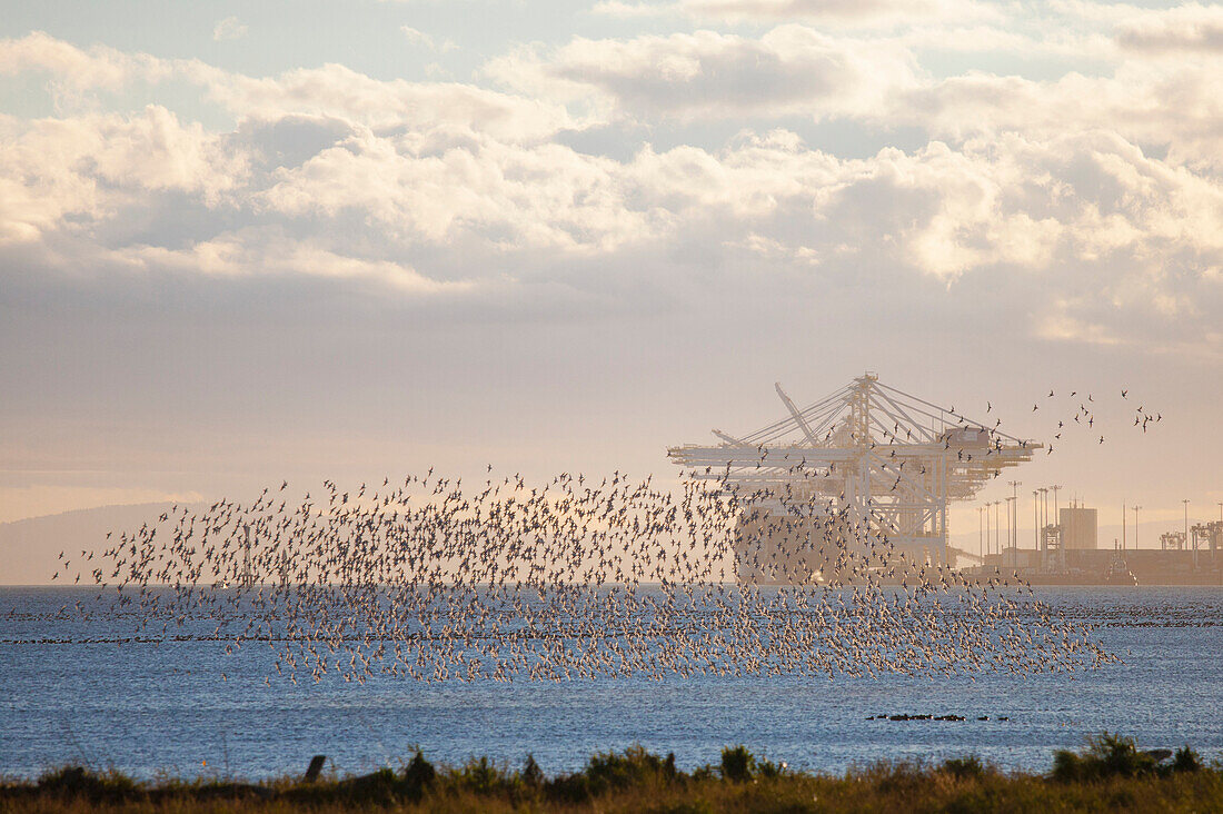 Snow Geese (Chen caerlescens) that migrate from Russia to Vancouver Canada are seen here at Roberts Bank.  Deltaport, an intermodual shipping port can be seen in the background.