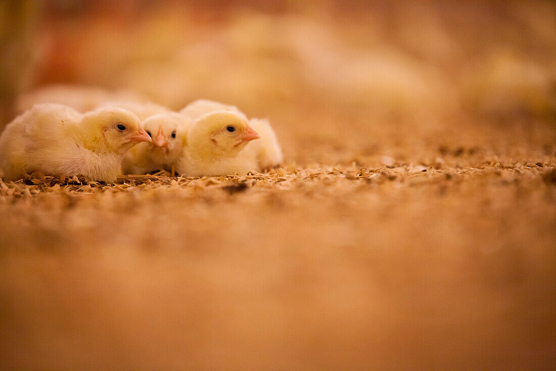 Three chicks huddled together in a poultry barn in British Columbia, Canada.