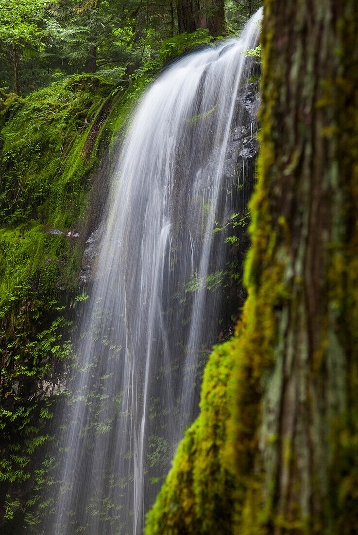 A small waterfall cascades over a lush cliff edge near Panther Creek Falls in Carson, Washington.