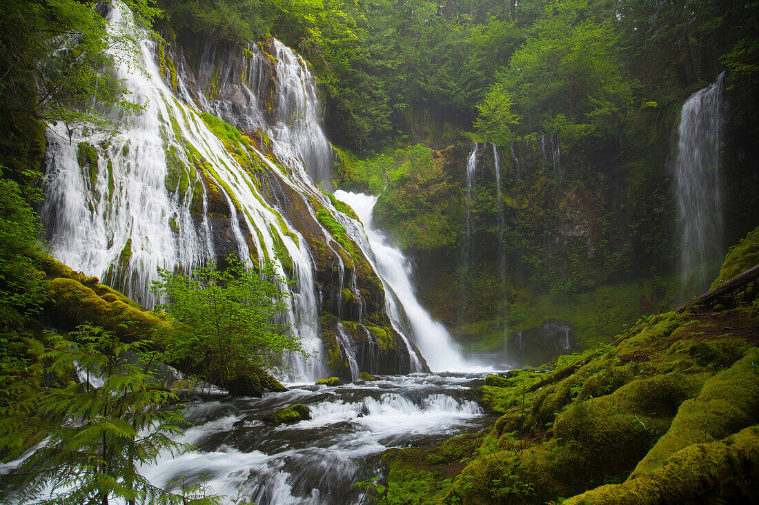 A lush green forest surrounds Panther Creek Falls, Washington, USA.