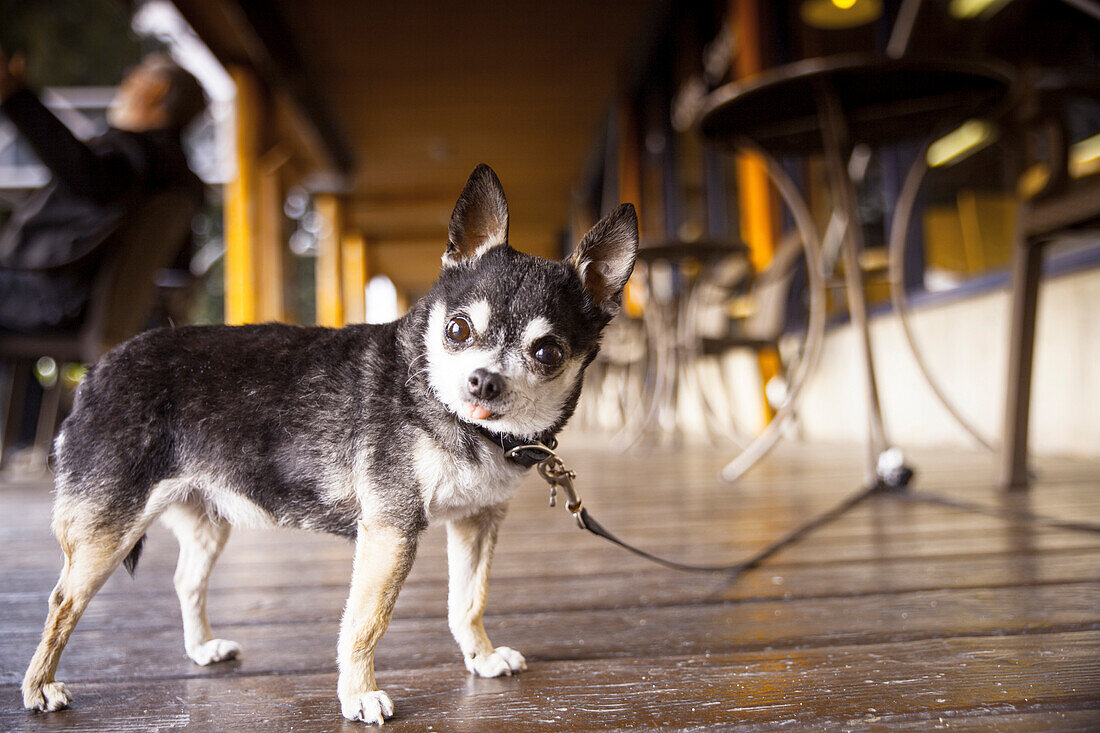 A leashed dog waits for its owner at a local grocery store.