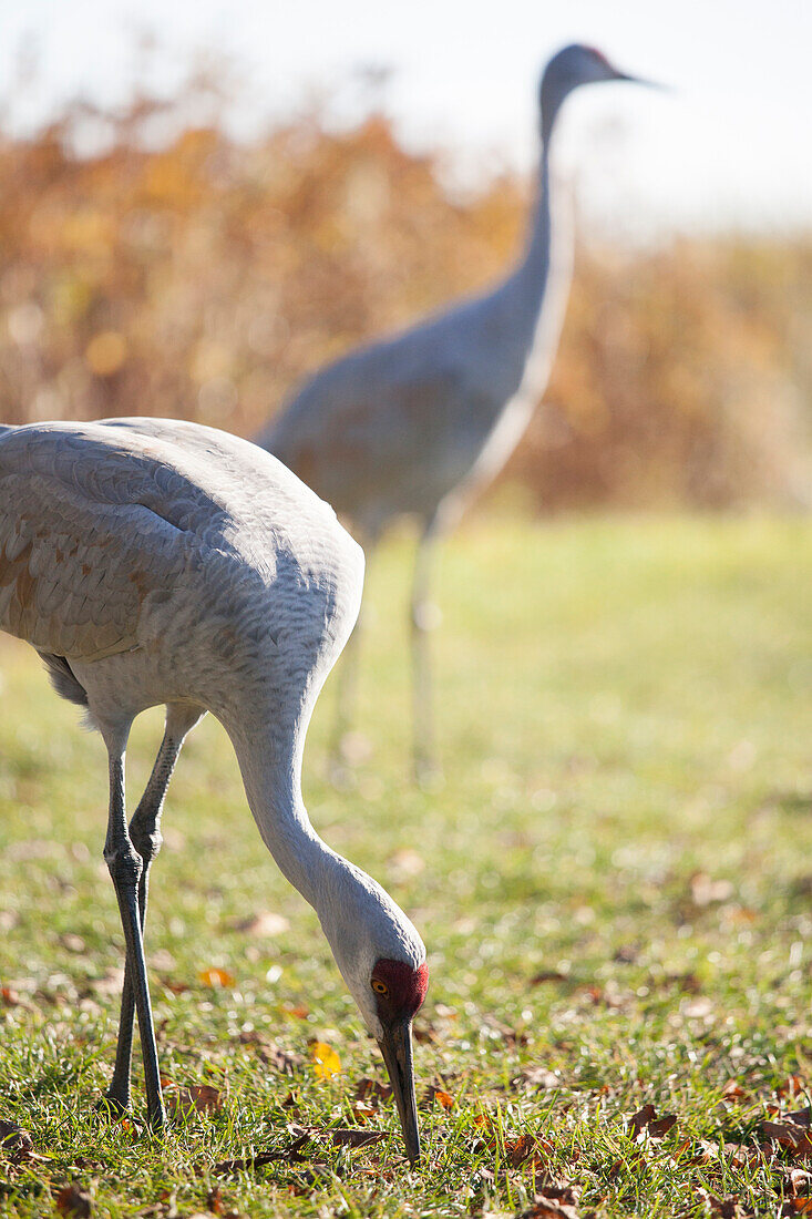 Foraging Sandhill Crane (Grus canadensis)