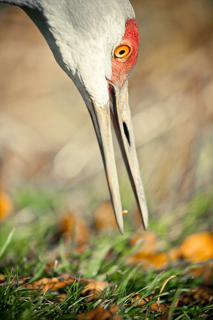 Sandhill Crane (Grus canadensis) successfully forages for food.