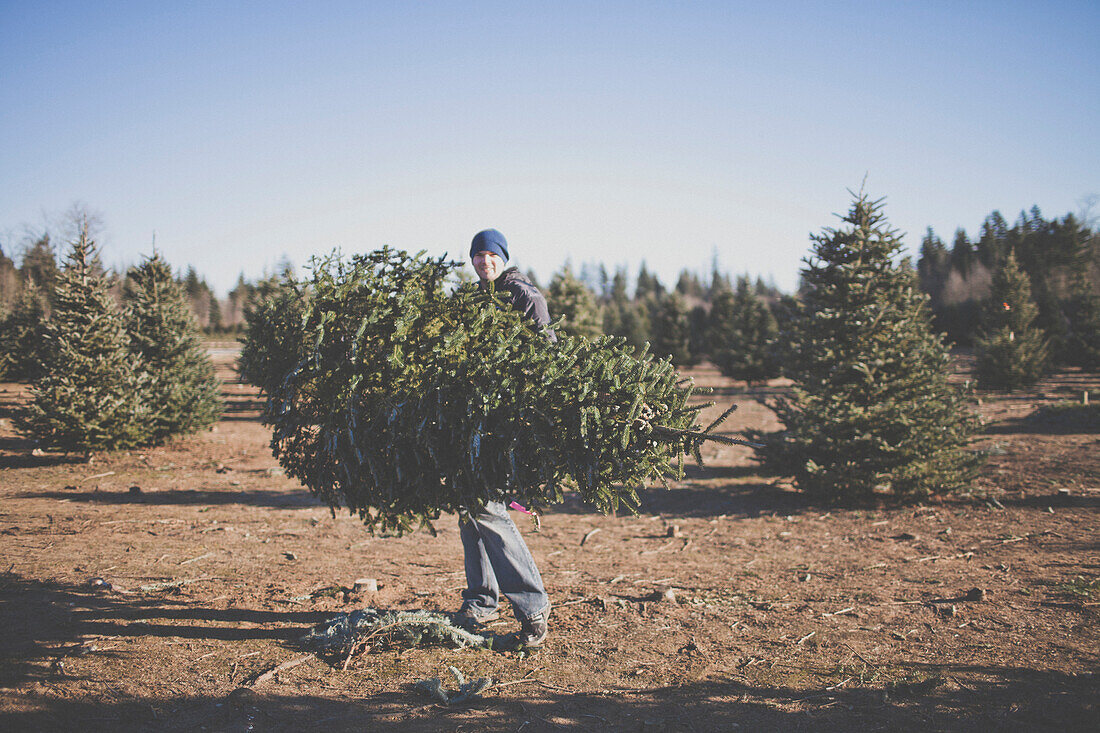 A man carries his Christmas Tree after cutting it down at a U-cut Christmas Tree farm.