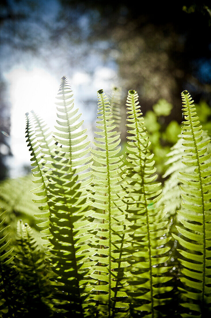 Deer Ferns (Blechnum spicant) backlit in the Temperate Rainforest, outside Vancouver, B.C.