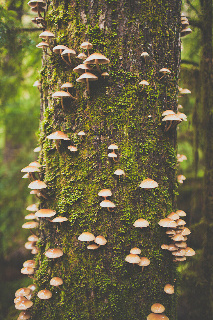 Mushrooms growing out of Douglas Fir Tree.