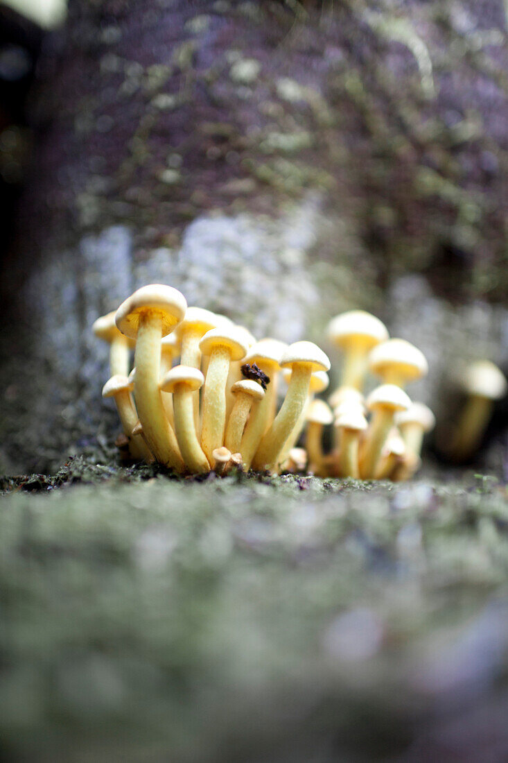 Tiny yellow gill mushrooms (Leucocoprinus birnbaumii) grow out of a tree trunk.