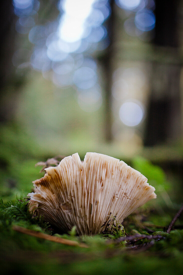 A brown gill mushroom (Pleurotus ostreatus) grows out of the forest floor.