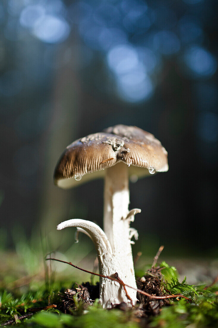 A large white and brown mushroom begins to decay in the forest.