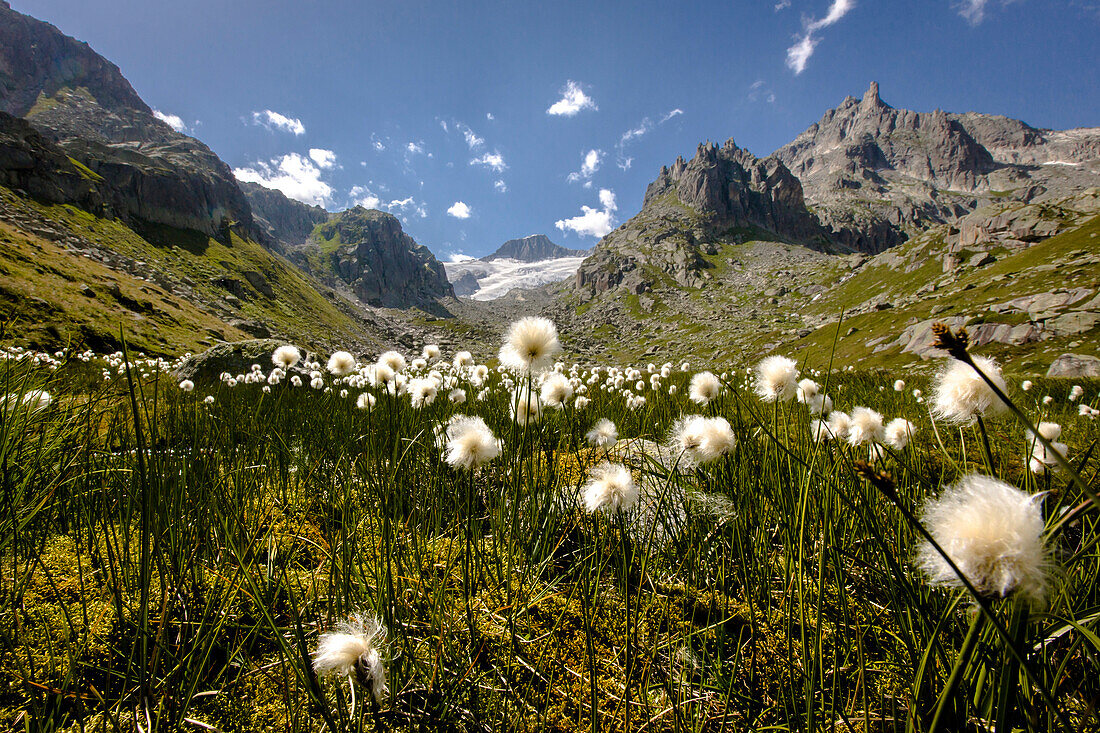 Cottongrass (Eriophorum scheuchzeri) in front of Galenstock in Central Switzerland