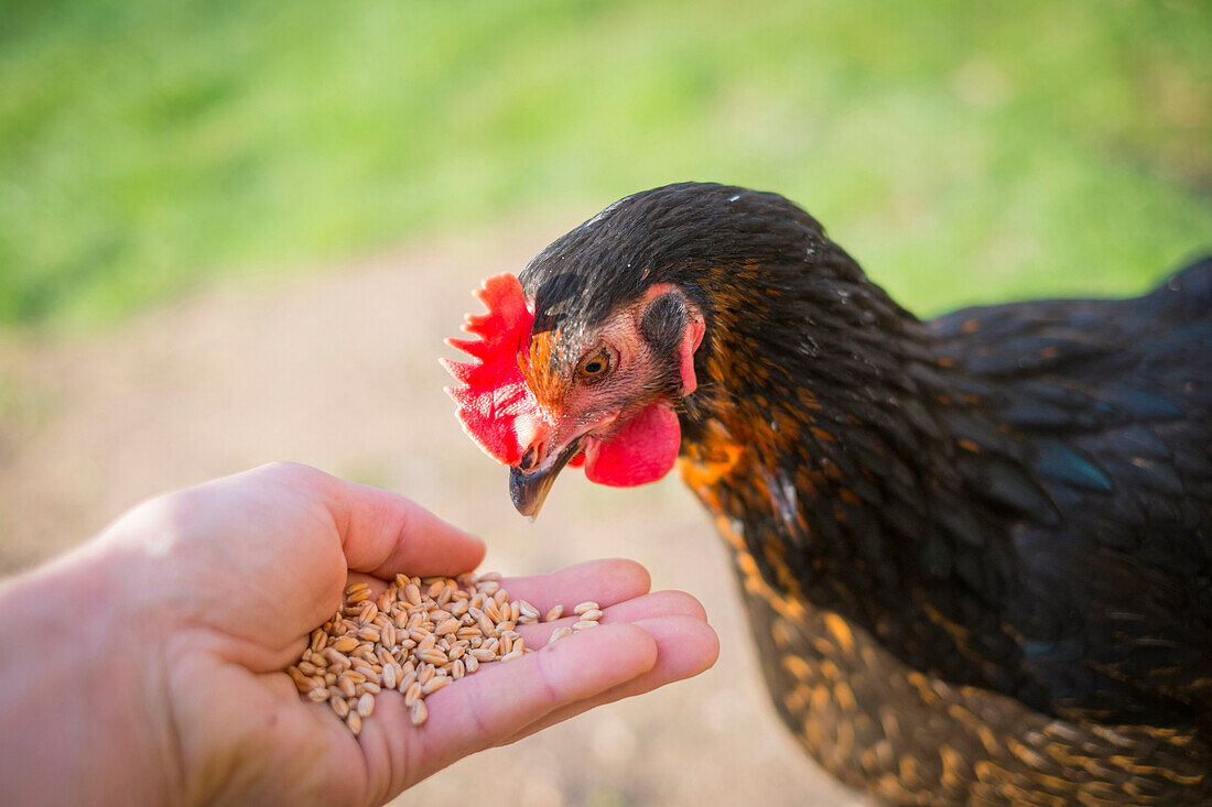 Young Black Copper Marans female hen on Free-Range poultry farm eating wheat grains from a man's hand, LA Creuse, Limousin, France
