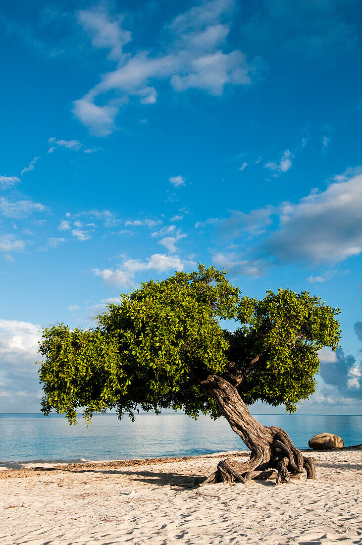 Famous Divi Divi trees on sandy beach in Aruba