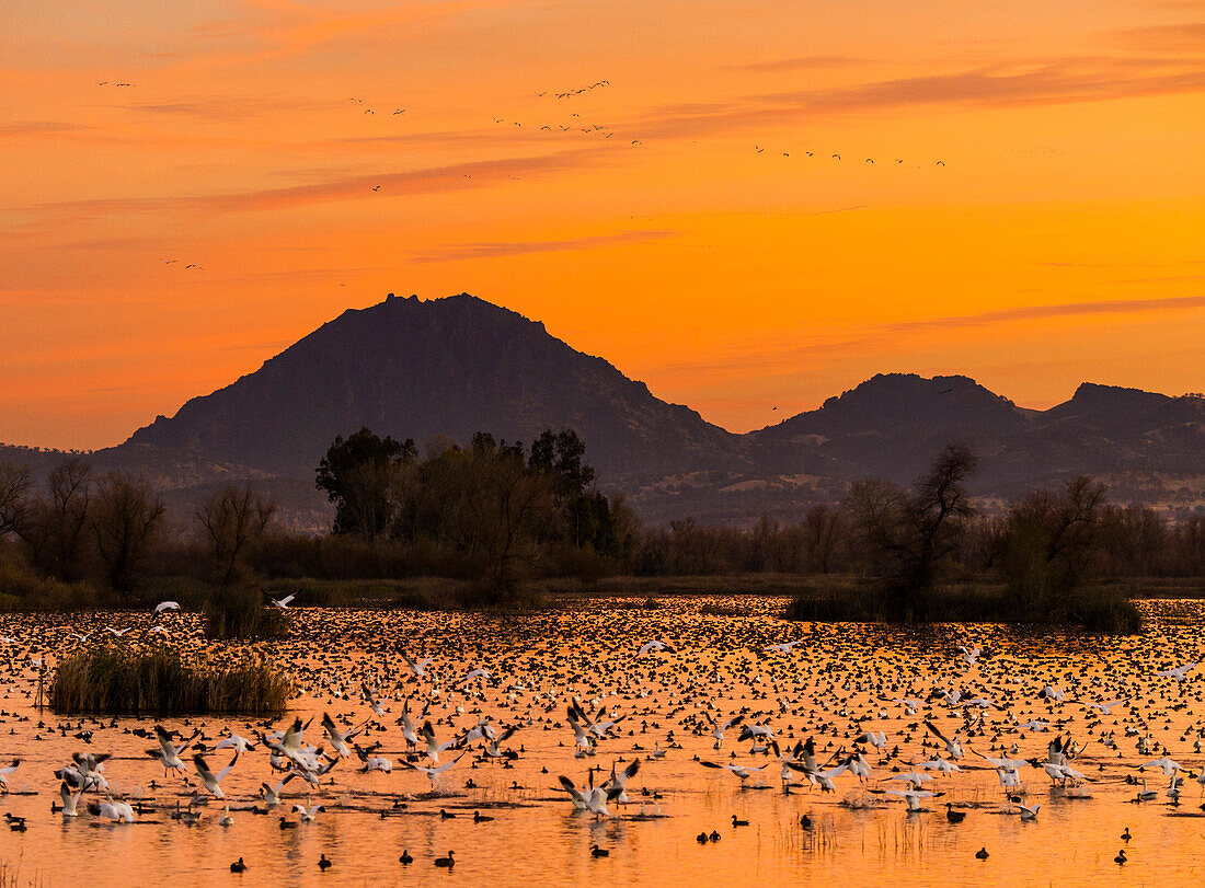 Snow Geese flying at sunset in front of the Sutter Buttes, Grey Lodge Wildlife Refuge