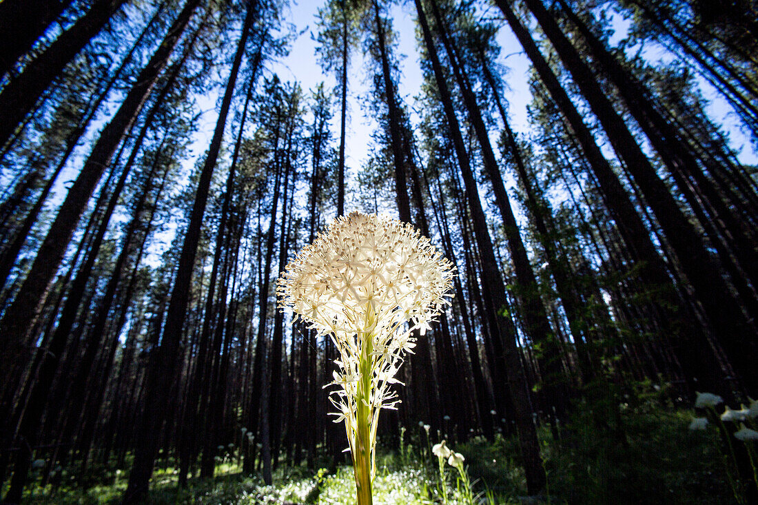Beargrass (Xerophyllum tenax) blooms in Glacier National Park near West Glacier, Montana.