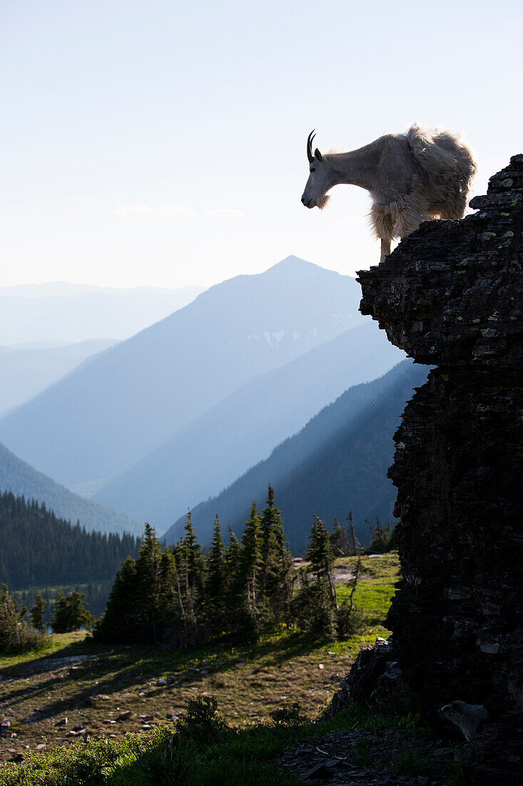 A mountain goat (Oreamnos americanus) walks along a cliff on Logan Pass in Glacier National Park near West Glacier, Montana.