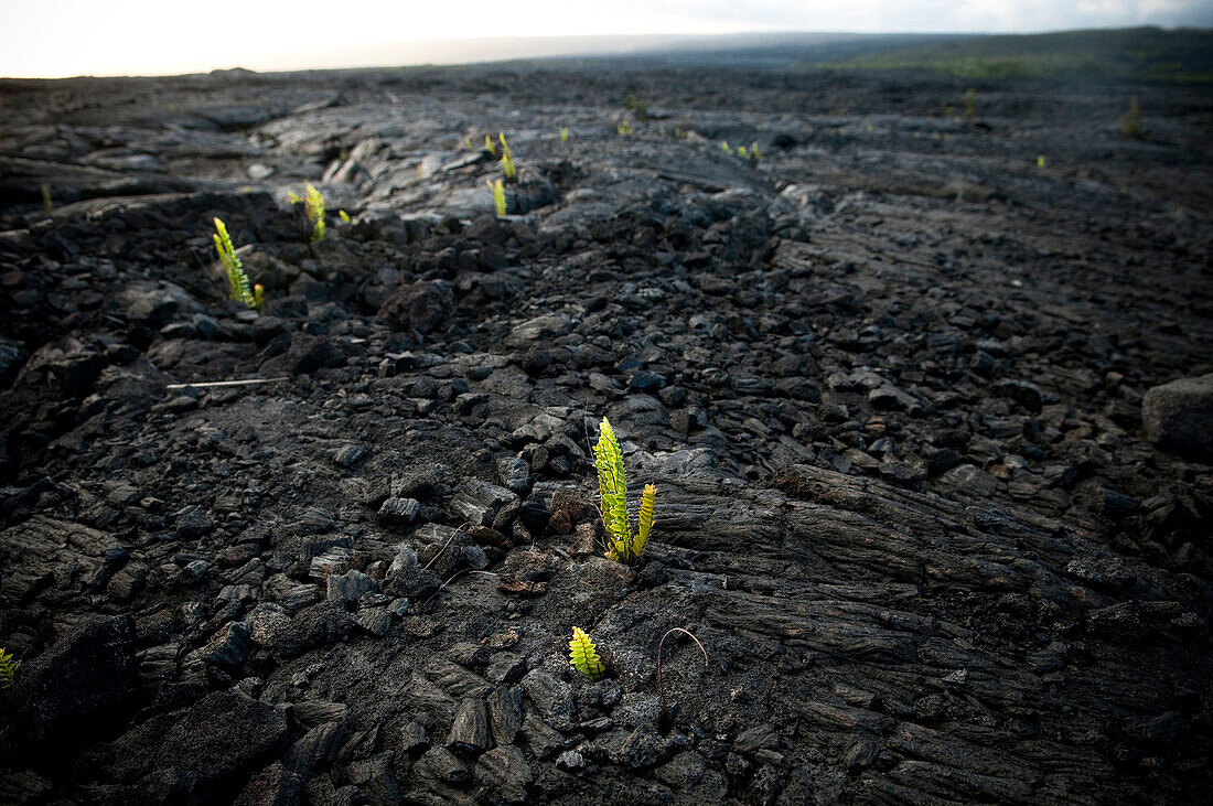 Plants begin to grow out of dried lava in Hawai?i Volcanoes National Park, Hawaii.