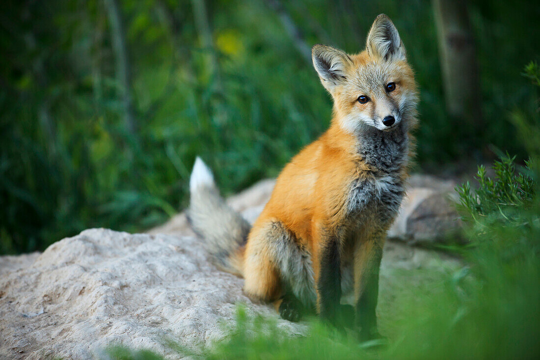 A wild red fox (Vulpes vulpes) poses by his den near Winter Park, Colorado.
