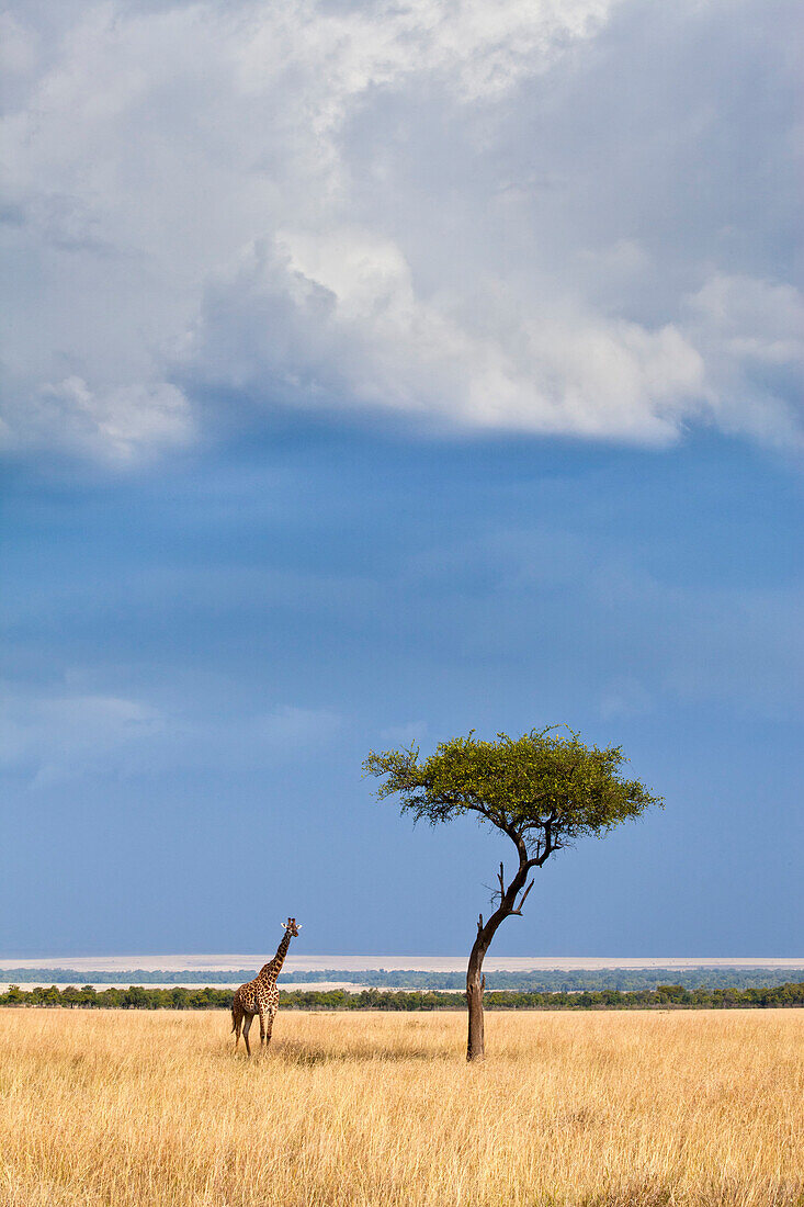 A Western African Giraffe (Giraffa camelopardalis peralta) stands next to an acacia tree prior to a heavy rainstorm in Kenya's Masai Mara National Reserve.