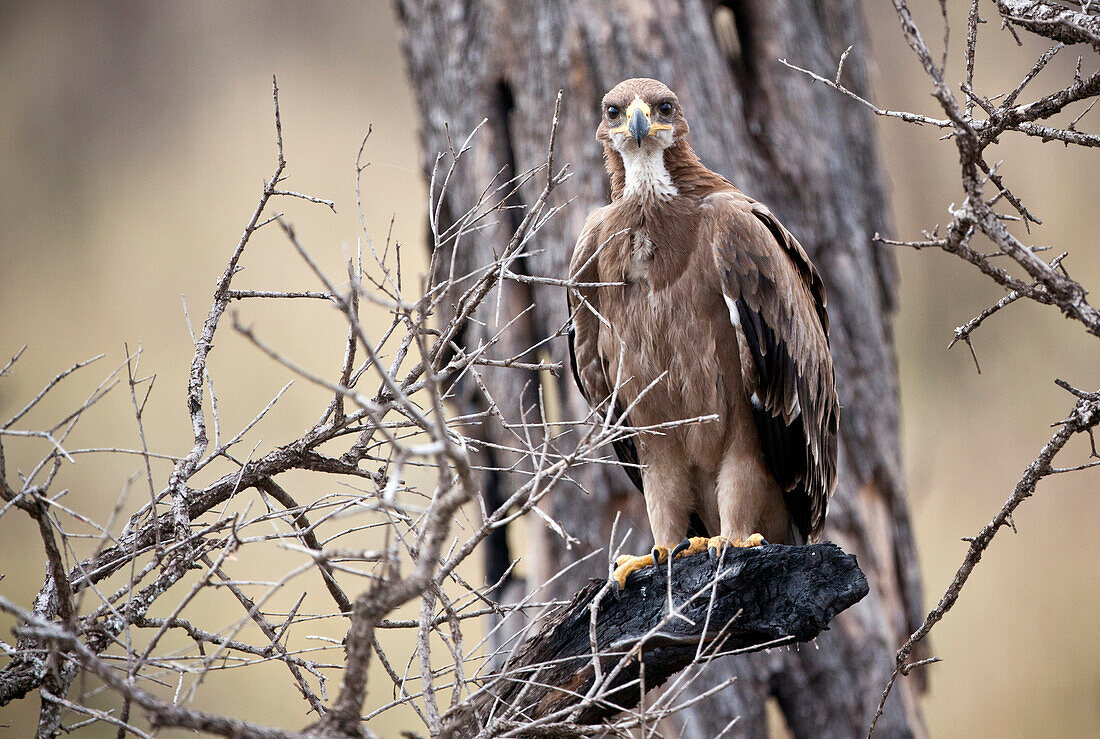 A Tawny eagle (Aquila rapax) sits on a dead branch in Kenya's Masai Mara National Reserve.