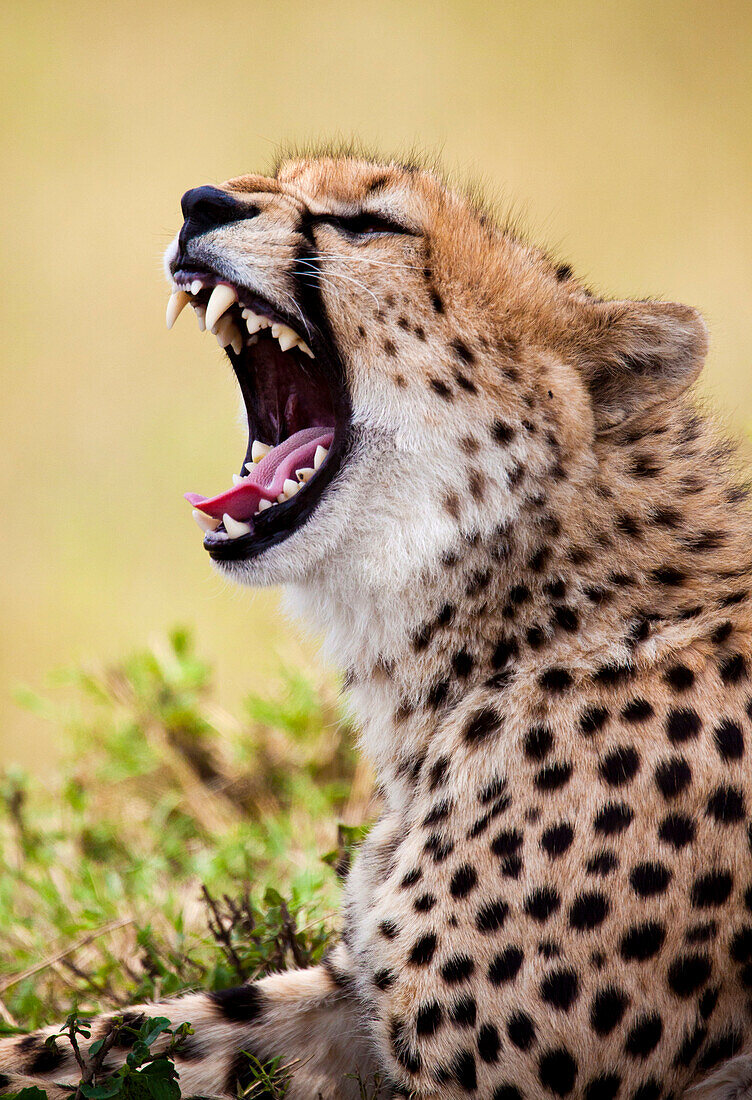 A wild Cheetah(Acinonyx jubatus) yawns in Kenya's Masai Mara National Reserve.
