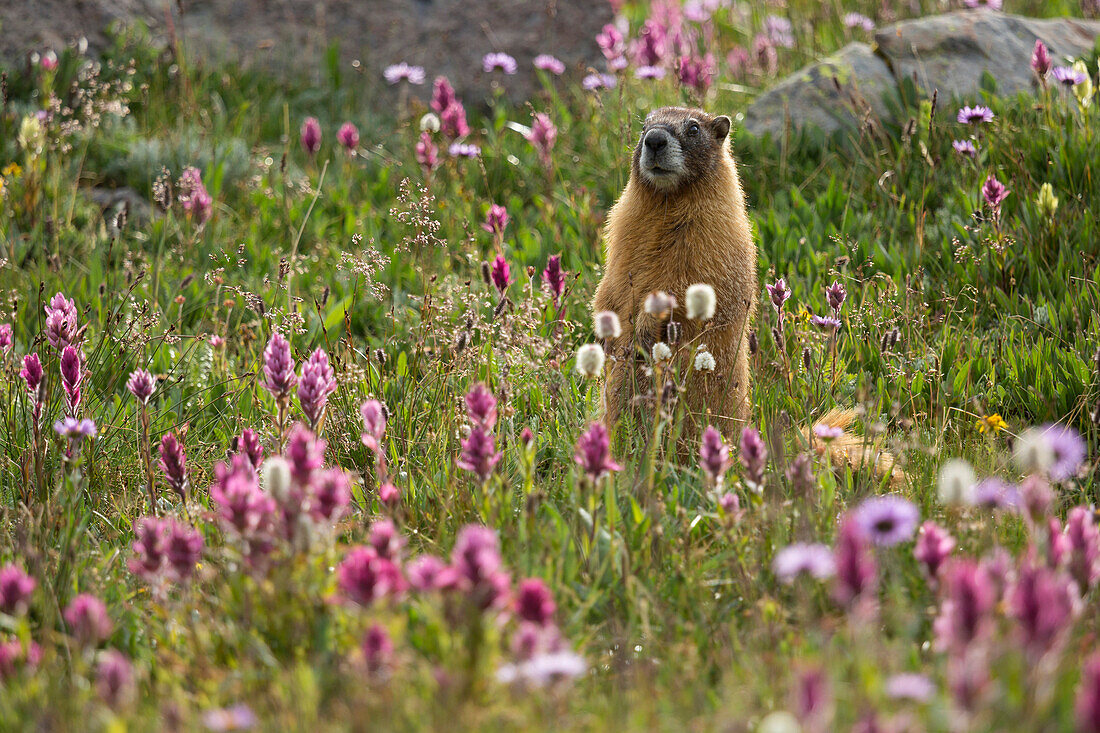 A Yellow-bellied Marmot (Marmota flaviventris) in a field of pink Indian Paintbrush (Castilleja chromosa) near Silverton Colorado.