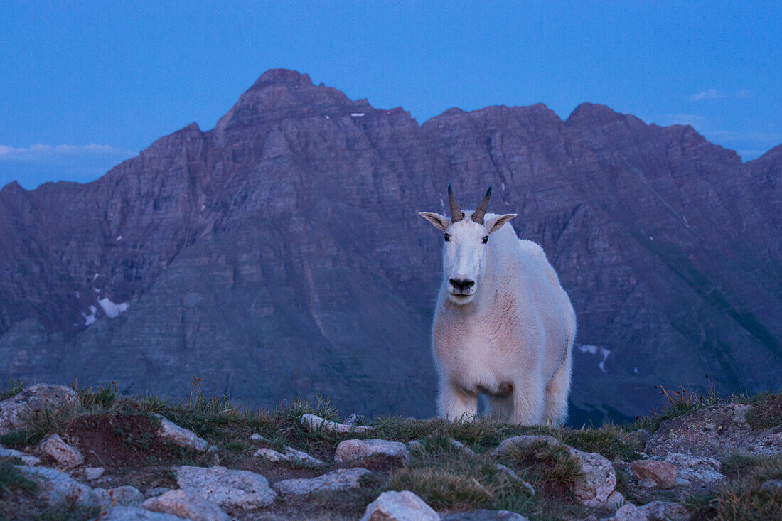 A Mountain Goat (Oreamnos americanus) on Buckskin Pass in front of Pyramid Peak, one of Colorado's popular fourteeners.