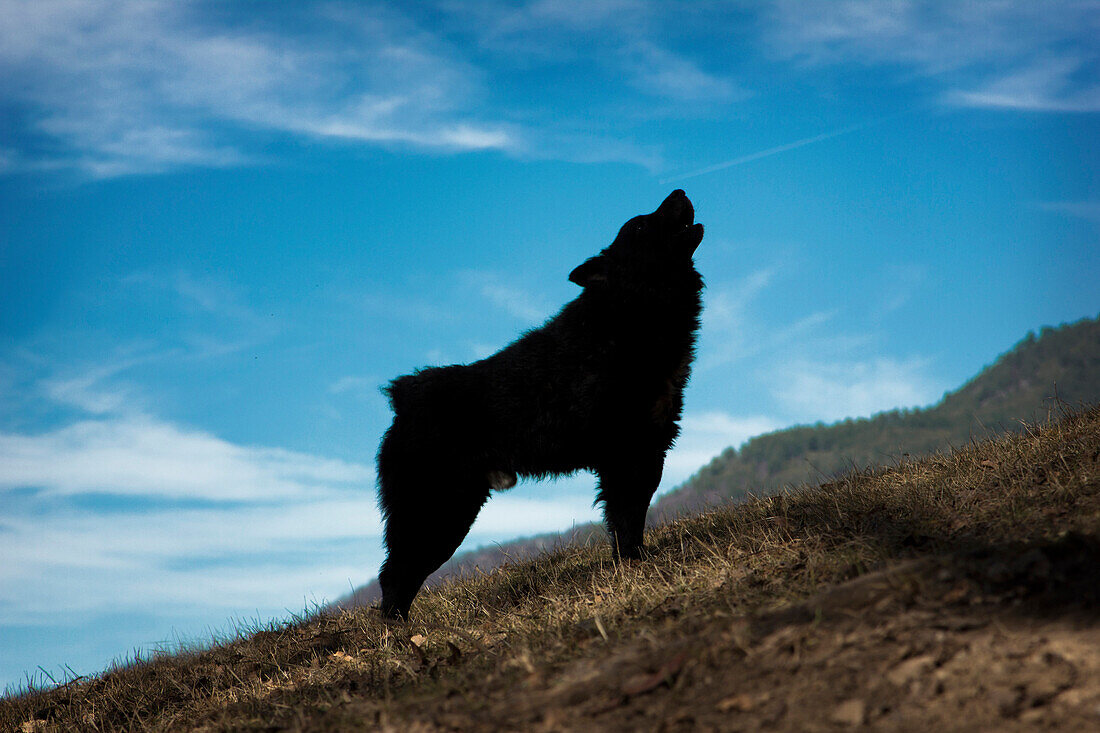 Picture a six-year Hungarian sheepdog (breed Pulin) barking on blue sky. He is on a steep meadow and its silhouette is in stark contrast with the  sky in the background. Shot in the village Djakovo, southwestern Serbia.