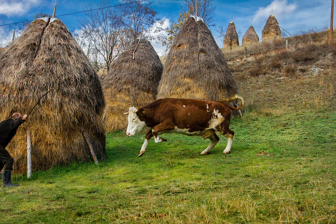 A man and his cow clashed at a farm in southwestern Serbia. This particular cow is playful and often refuses obedience, especially after many days spent in the barn.