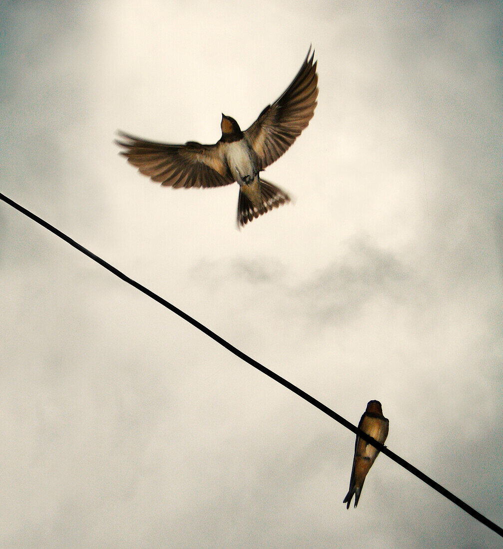 Swallow ( Hirundo rustica ) flies from telephone wires while the other swallow remains on the wire. Swallows come every year in the spring in an area around Studenica river where they nest.