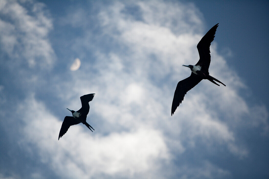 two frigate birds fly above with blue sky and clouds behind them