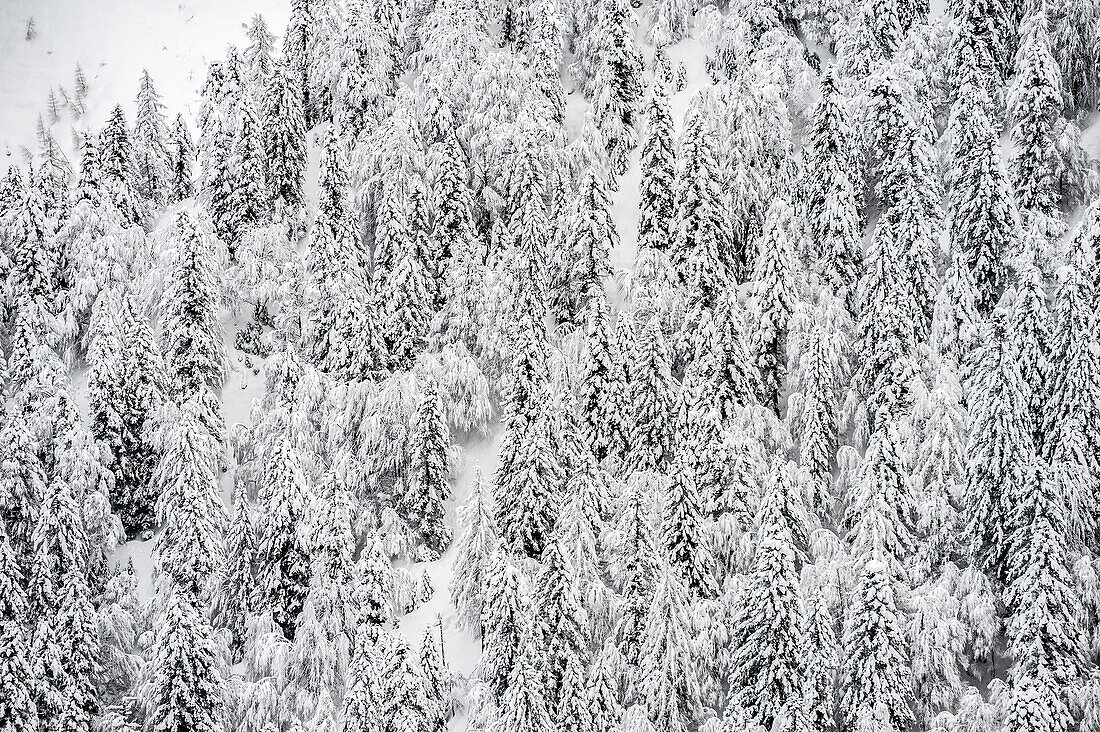 Fir forest completely covered with snow during the heaviest snowfall of the last century (january 2014). Domodossola, Piemonte, Italy.