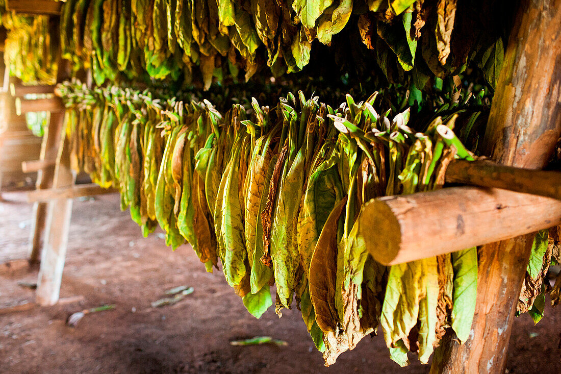 Tobacco leaves hang to dry inside a thatch-roofed hut in the  Vi?±ales valley in Cuba.