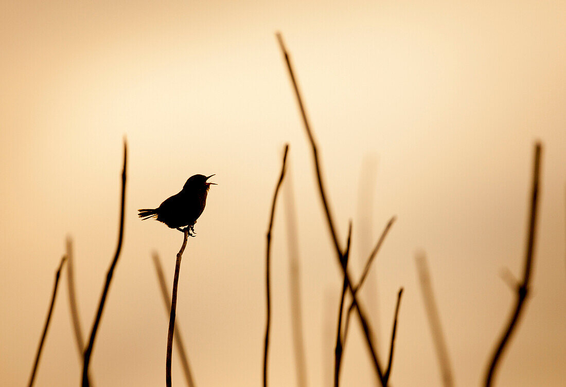 Wren,Troglodytes troglodytes, adult singing at sunrise, Skokholm,Wales, July