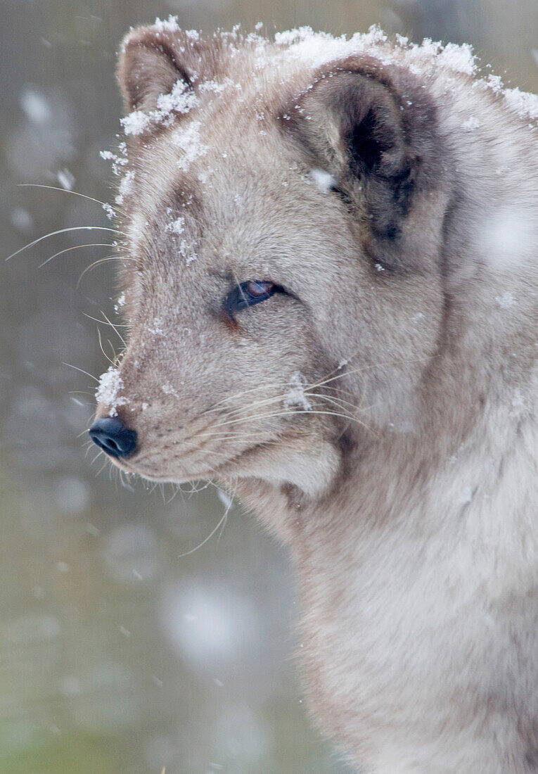 Arctic fox Alopex lagopus, Adult Fox in Snowfall (captive) Highland Wildlife Park